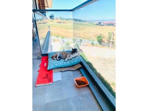 Ücretsiz sahiplendirme köpeğimiz