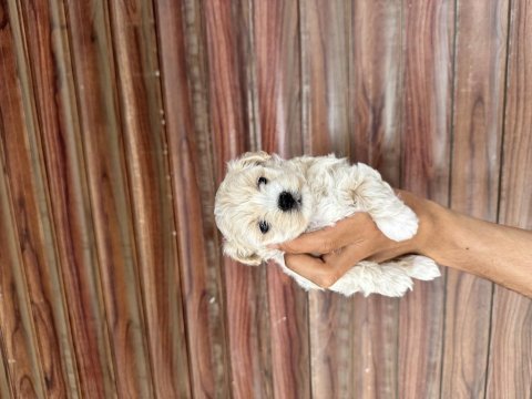 Kaliteli sevimli maltipoo yavruları