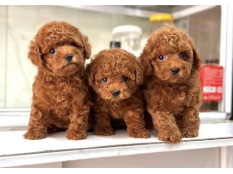 Sağlıklı ve sevimli toy poodle yavrularım