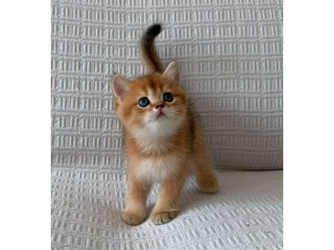 En güzel  ny12 golden british shorthair yavrular