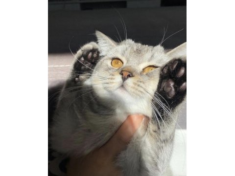 Öğrenci olduğum için kedimi sahiplendiriyorun