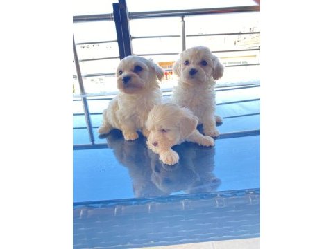 Ev doğumu maltese bebek köpeğimiz