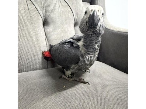 Bebek jako bilezikli belgeli