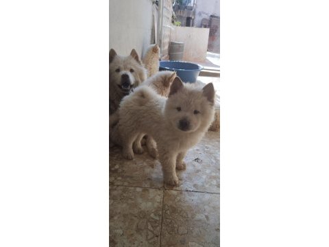 Chow chow