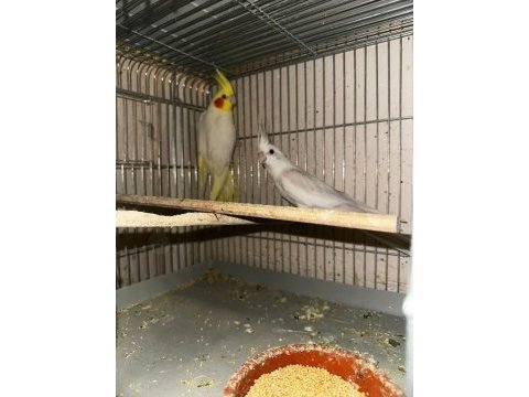 Yavru ve çift sultan papağanlar