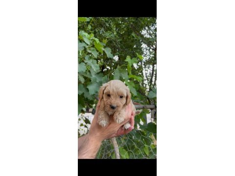 Mükemmel güzellikte maltipoo bebekler