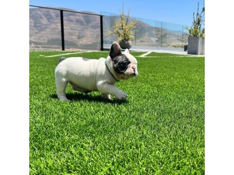 Pirate french bulldog puppies eğitimli