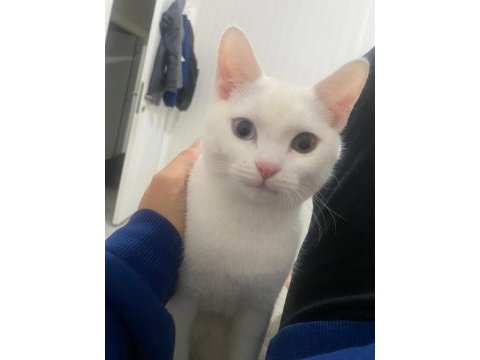 Mükemmel renkli gözlü british shorthair