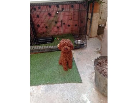 Meraklısına 1 numara poodle