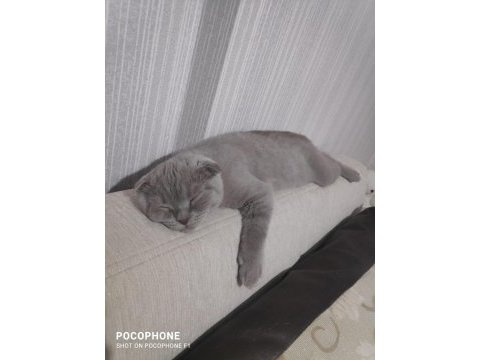 3 aylık eğitimli scottish fold