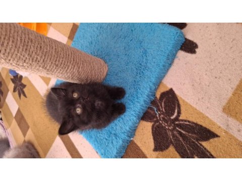 Yeni yuvasına hazır kedimiz