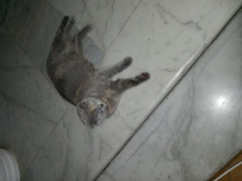 Sahiplenilme 1 yaşında scottish fold