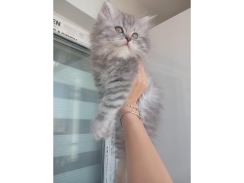 British longhair yavru kedimiz