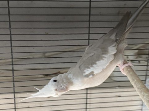 Albino-lıtino -grey yavru sultanlar 