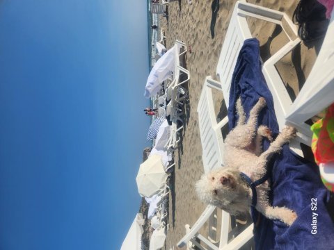 Terrier ve poodle melezi ömürlük yuva arıyor