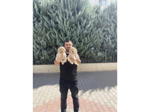 Wc egitimli maltipoo yavrularımız dişi erkek ankara 