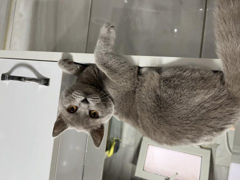 1,5 yaşında dişi safkan british shorthair