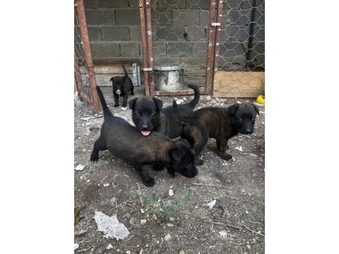 Koyu maskeli a kalite belçika kurdu yavrular