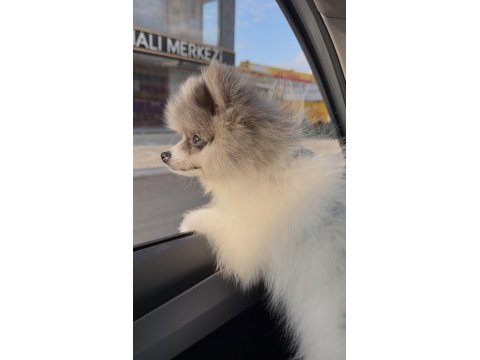 Merle pomeranian boo aşıları tam pasaportlu