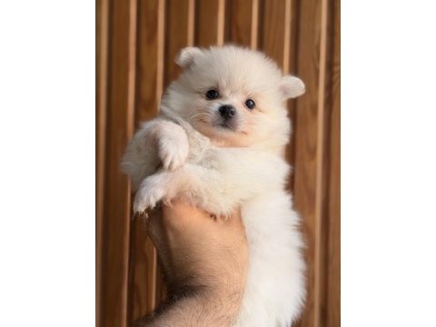 Pomeranian bebekleri