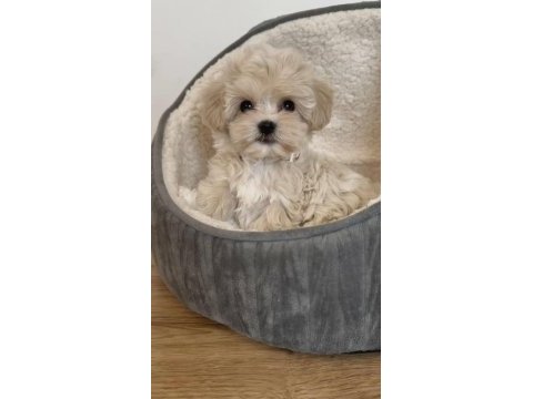 Maltipoo yavrular