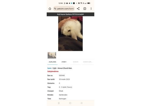 Sahibinden orijinal hollanda teddy lop tavşanı