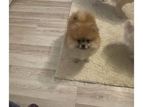 Orjinal pomeranian yavrularımız
