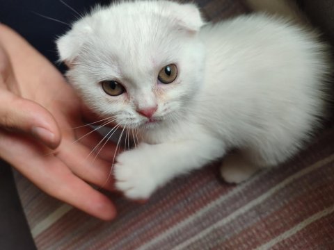 Tatlı kızımız scottish fold shorthair