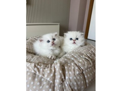 British longhair yavrular