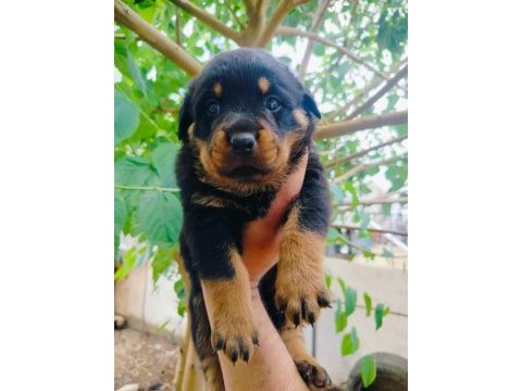 Koca kafalı rottweiler yavruları