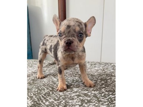 Ev bakımı french bulldog yavrularım