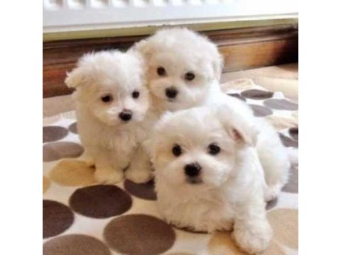 Maltese terrier xs kar gibi büyümeyen yavrularım