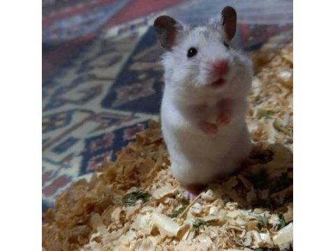 Kocaeli gebze/çayırova anne - baba ve çocuk hamster!