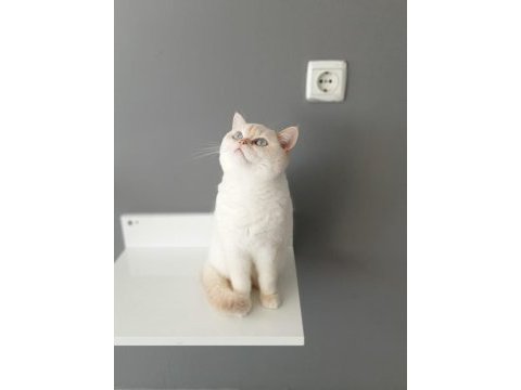 British shorthair red point