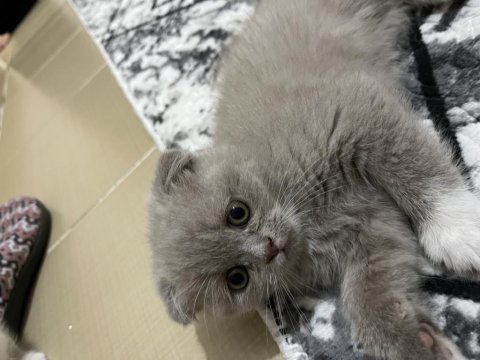Kayseriden british shorthair bebekler yeni yuvalarına hazır