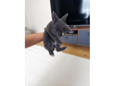 Cüce tavşan 6 aylık