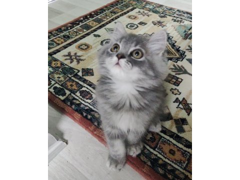 Bu british longhair misss çocuk kaçmaz