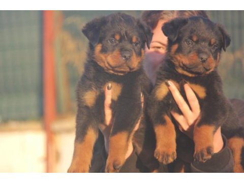 Fci şecereli rottweiler anne baba bebeklerimiz