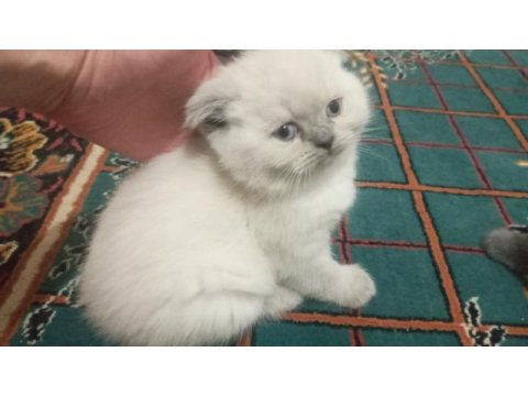 Scottish fold blue point