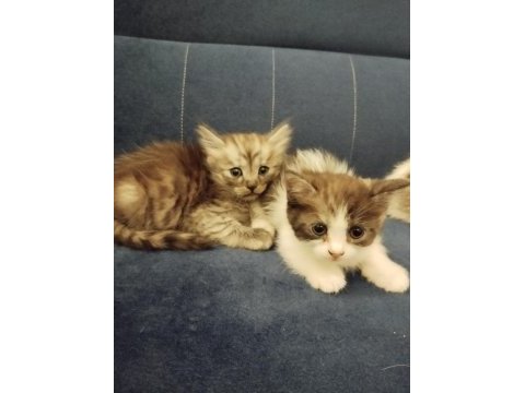 Ücretsiz kediler sahiplendiriyoruz ama iyi bakmak şartıyla
