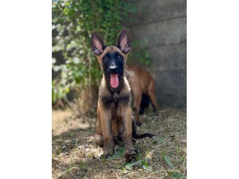 Belçika kurdu malinois 2.5 aylık