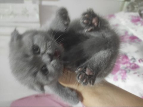 British shorthair kedimiz