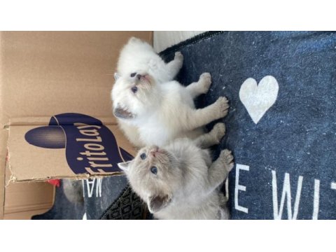 2si anne baba 4 yavru british shorthair