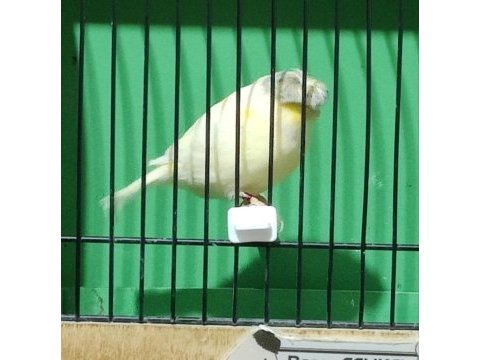Gloster kanaryalar