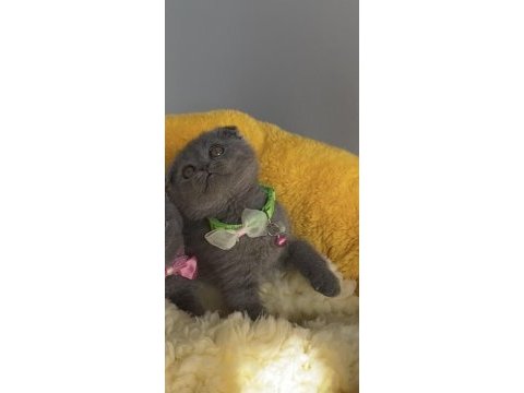 Ayı suratlı blue scottish fold bebeğim
