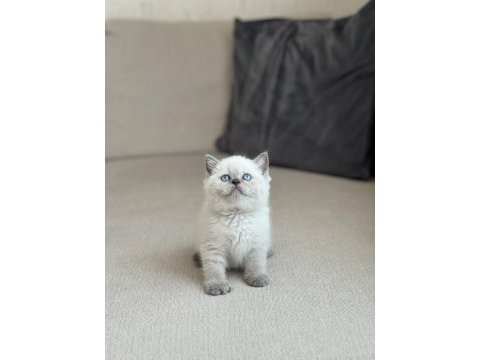 Oyuncu blue point safkan british shorthair yavrum