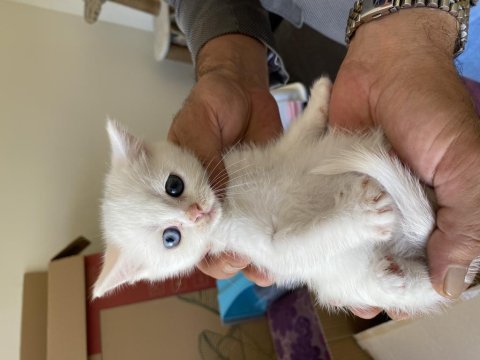 Orijinal scottish fold yavruları