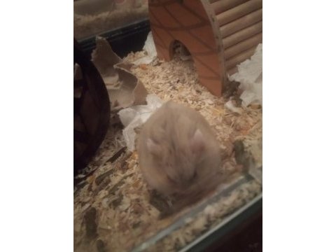 Ücretsiz gonzales hamsterlar
