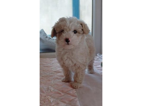 Maltipoo bebek