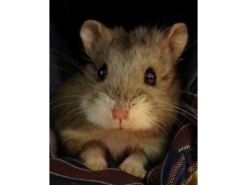 Hamster gonzales yavrular heryere gönderim